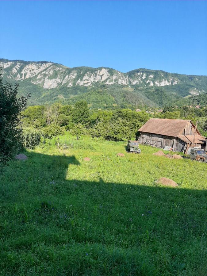 Sălciua de Jos Pensiunea Codru מראה חיצוני תמונה